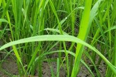 MICROBEBIO-FIELD-IMAGE58