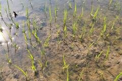 MICROBEBIO-FIELD-IMAGE74