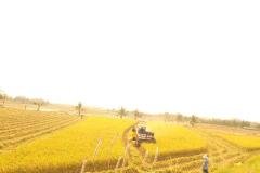 MICROBEBIO-FIELD-IMAGE95