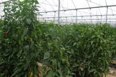 Microbebio-Dominican-Republic-007