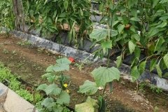 Microbebio-Dominican-Republic-009