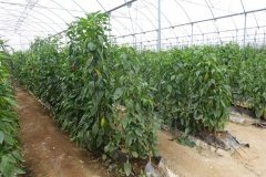 Microbebio-Dominican-Republic-028