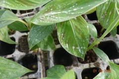 Microbebio-Dominican-Republic-045