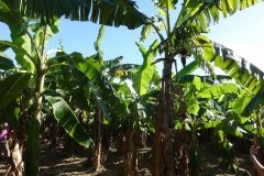 Microbebio-Dominican-Republic-063