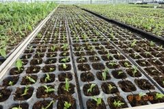 Microbebio-Dominican-Republic-065
