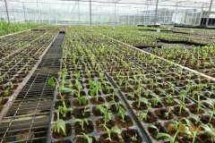 Microbebio-Dominican-Republic-085