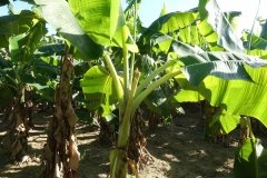 Microbebio-Dominican-Republic-093