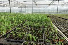 Microbebio-Dominican-Republic-115