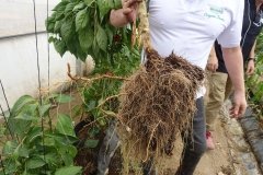 Microbebio-Dominican-Republic-130