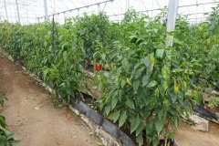 Microbebio-Dominican-Republic-138