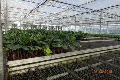 Microbebio-Dominican-Republic-155