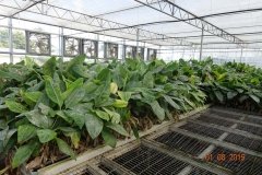 Microbebio-Dominican-Republic-245