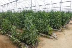 Microbebio-Dominican-Republic-247