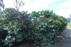Microbebio-Dominican-Republic-291