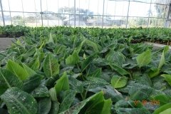 Microbebio-Dominican-Republic-295