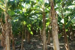 Microbebio-Dominican-Republic-313