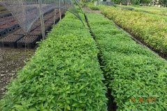 Microbebio-Dominican-Republic-326