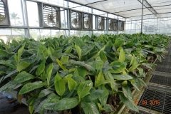 Microbebio-Dominican-Republic-345