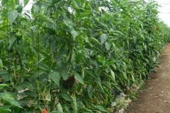 Microbebio-Dominican-Republic-358