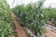 Microbebio-Dominican-Republic-427