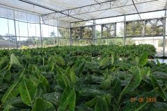 Microbebio-Dominican-Republic-548