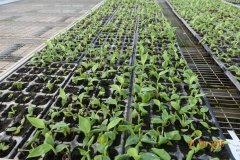 Microbebio-Dominican-Republic-638