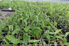Microbebio-Dominican-Republic-647