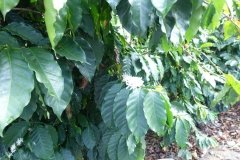 Microbebio-Dominican-Republic-652