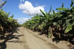 Microbebio-Dominican-Republic-654