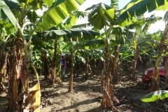 Microbebio-Dominican-Republic-708