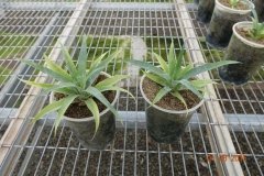 Microbebio-Dominican-Republic-710