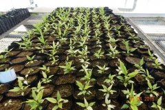 Microbebio-Dominican-Republic-773