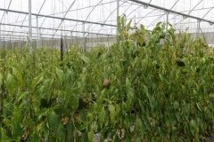 Microbebio-Dominican-Republic-774