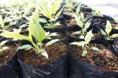 Microbebio-Dominican-Republic-782