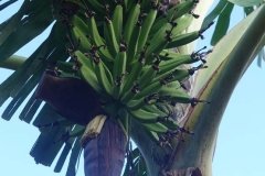 Microbebio-Dominican-Republic-860