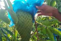 MICROBEBIO-DOMINICAN-TRIAL-TEST-1