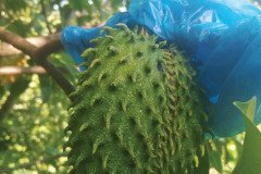 MICROBEBIO-DOMINICAN-TRIAL-TEST-V10