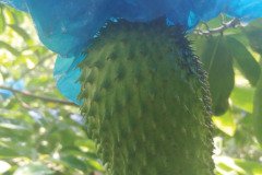 MICROBEBIO-DOMINICAN-TRIAL-TEST-V11