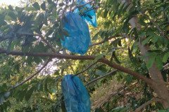 MICROBEBIO-DOMINICAN-TRIAL-TEST-V12