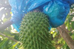 MICROBEBIO-DOMINICAN-TRIAL-TEST-V13