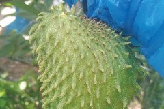 MICROBEBIO-DOMINICAN-TRIAL-TEST-V14
