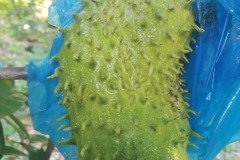 MICROBEBIO-DOMINICAN-TRIAL-TEST-V15