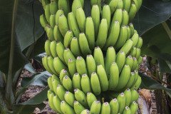 MICROBEBIO-DOMINICAN-TRIAL-TEST-V16