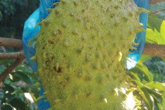 MICROBEBIO-DOMINICAN-TRIAL-TEST-V7
