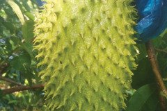 MICROBEBIO-DOMINICAN-TRIAL-TEST-V8