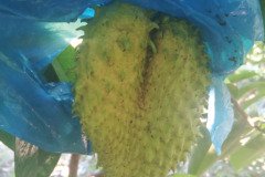 MICROBEBIO-DOMINICAN-TRIAL-TEST-V9