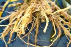 MICROBEBIO-FIELD-PHOTO-2026-06-30-16-14-17-1