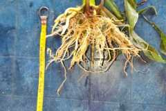 MICROBEBIO-FIELD-PHOTO-2026-06-30-16-14-17-2