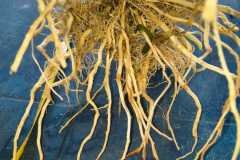 MICROBEBIO-FIELD-PHOTO-2026-06-30-16-14-17-3