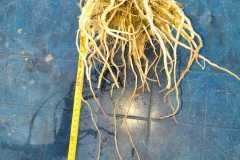 MICROBEBIO-FIELD-PHOTO-2026-06-30-16-14-175